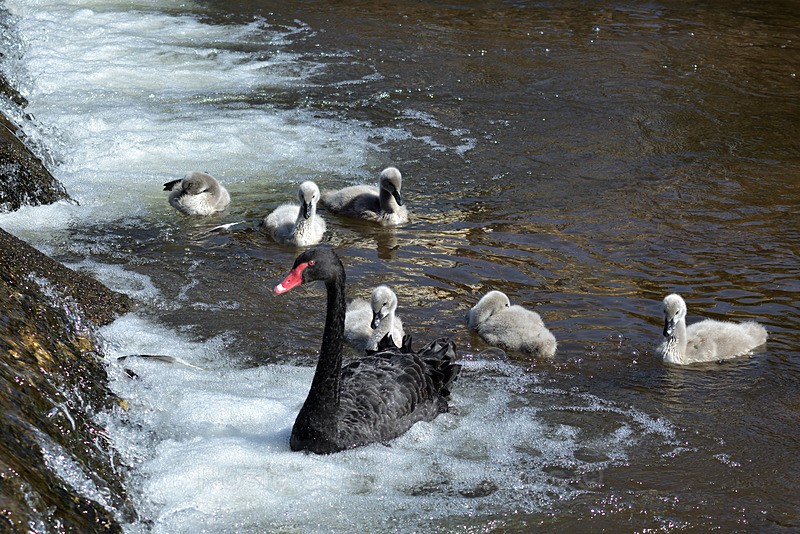 Black Swan and cygnets at the weir Dawlish 4 - Dawlish (mainly black swans)