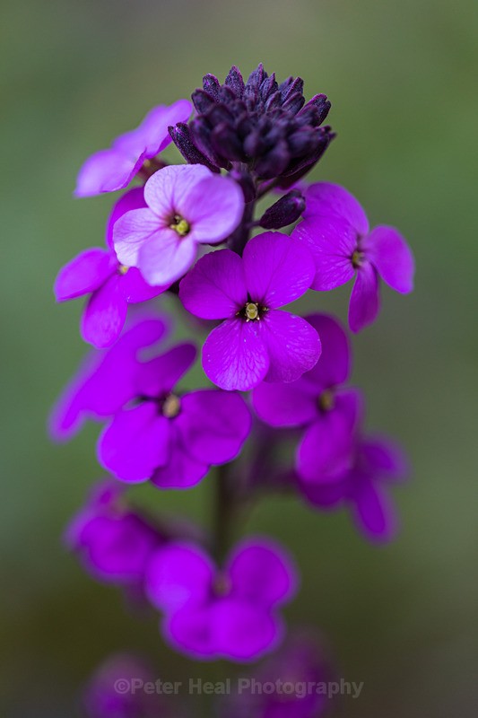 EF6A1140_Erysimum - Macro