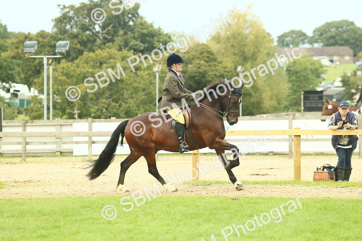 SBM_71991 - S60 - Mountain & Moorland Ridden Large Breeds
