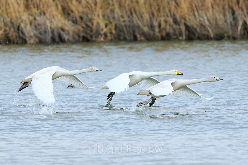 Three Whooper Swans taking off at Otmoor - Whooper Swan