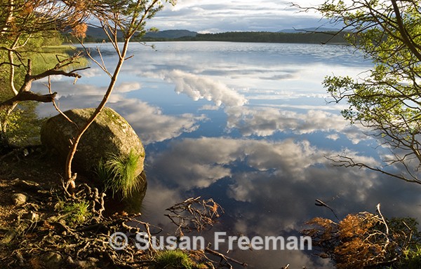 Loch Garten Reflections - Landscape