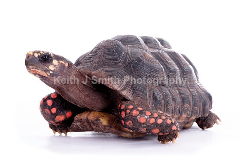 7SKJ4285 - Roaming Reptile Show III