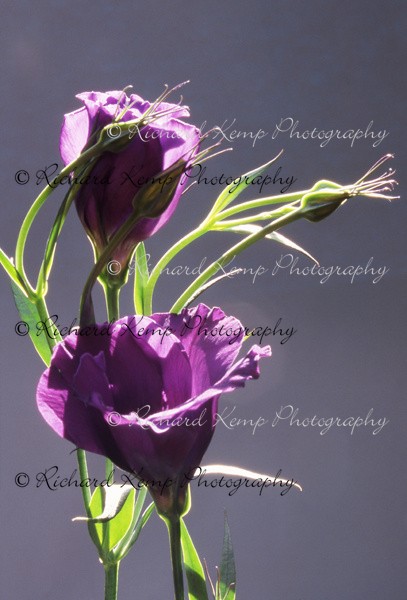 Lisianthus - 131 - Plants