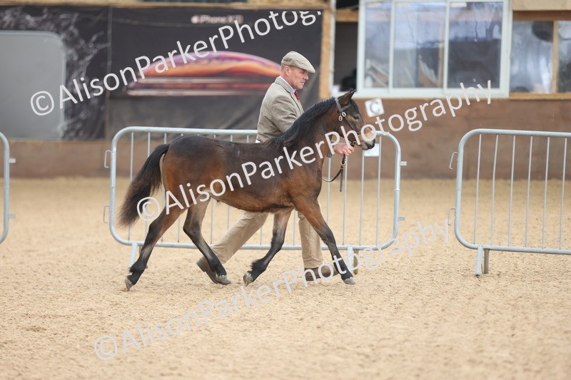 20251109-0474 - Class 17 - Foals