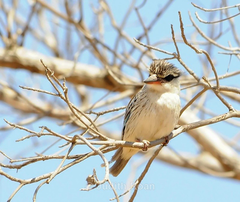 Striped Kingfished - South Africa Birds and Mammals