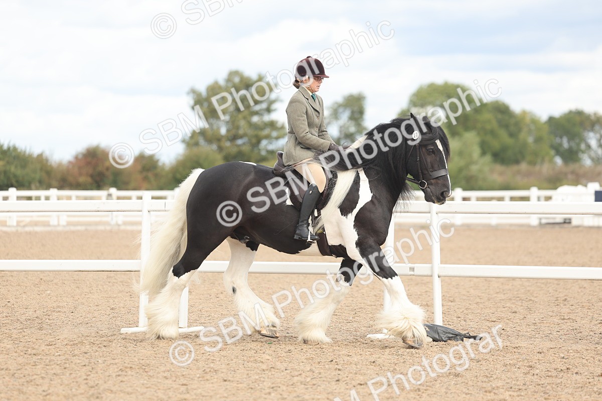 SBM_14724 - Class 308 - Ridden Coloured Horse