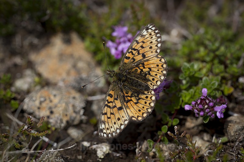 Small pearl bordered fritillary butterfly, isle of mull - ISLE OF MULL WILDLIFE, Wildlife images from the Inner Hebrides