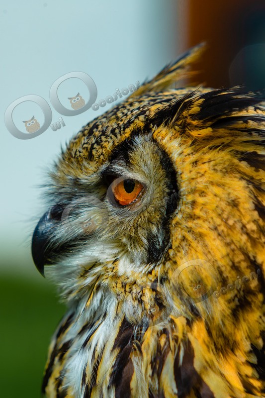 tawny owl Strix aluco-6876 - Owls of the World