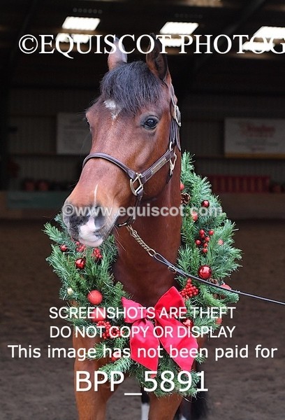 BPP_5891 - Marion West pony 3