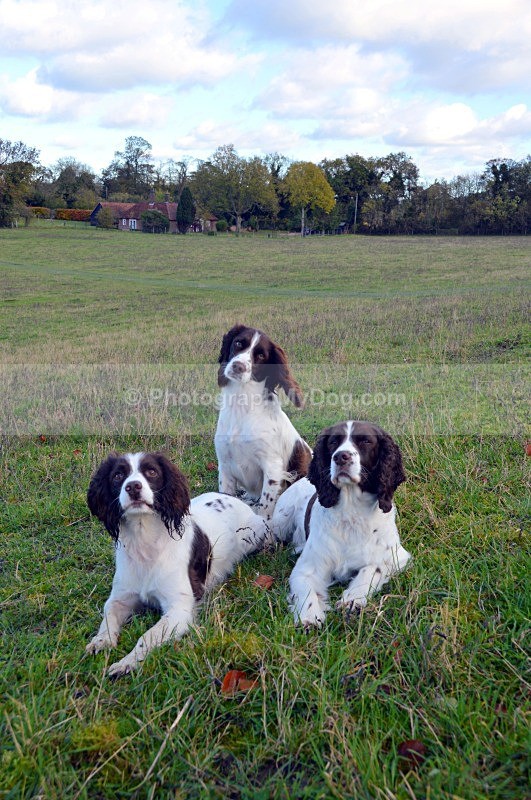  - English Springer Spaniels