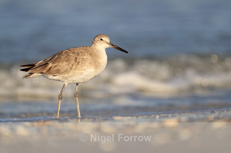 Low angle shot of Willet, Fort De Soto Park, Florida - Willet