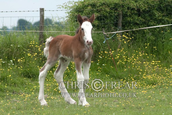 ryecroft-19 - Clydesdales 2013 Include Foals