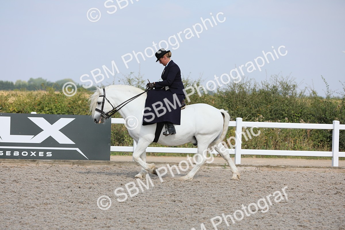 SBM_14576 - Class 211 Best Side Saddle Horse/Pony