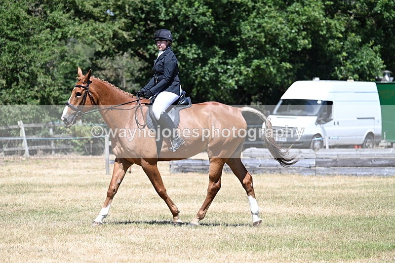 WJ7_2914 - Class 7 Riding Club Show Horse