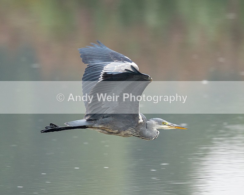 20150919-8E0A1121 - Grey Heron