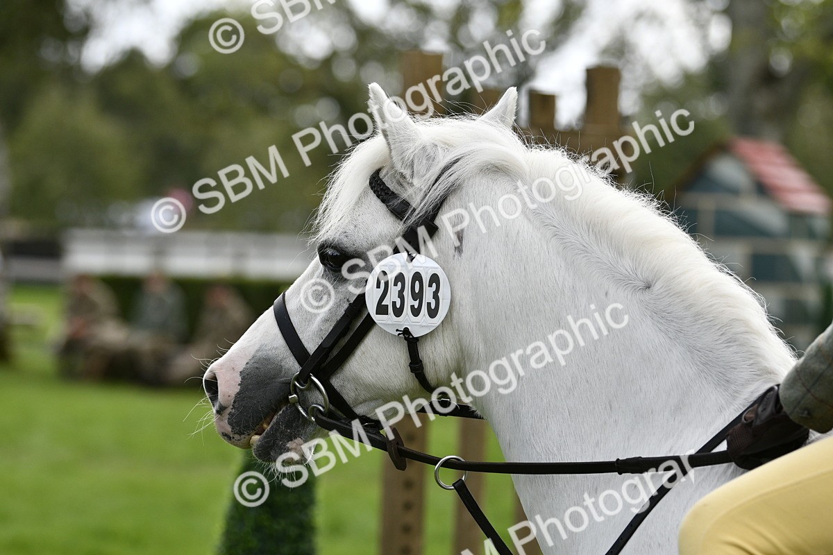 SBM_41276 - S32 - Mountain & Moorland Working Hunter Pony