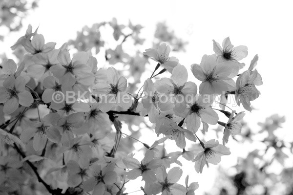  - Flowers