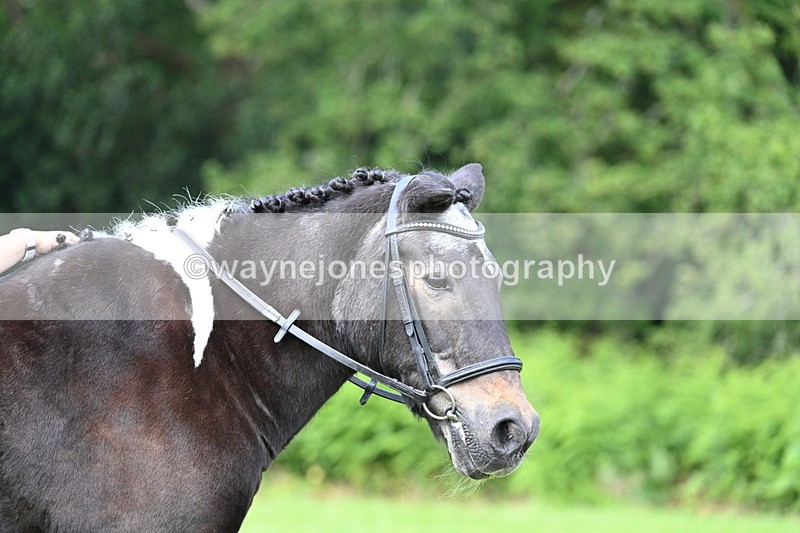 WJ7_1686 - Class 11 Condition & Turnout