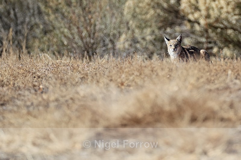Bobcat in long grass, Bosque del Apache, New Mexico, USA - Bobcat