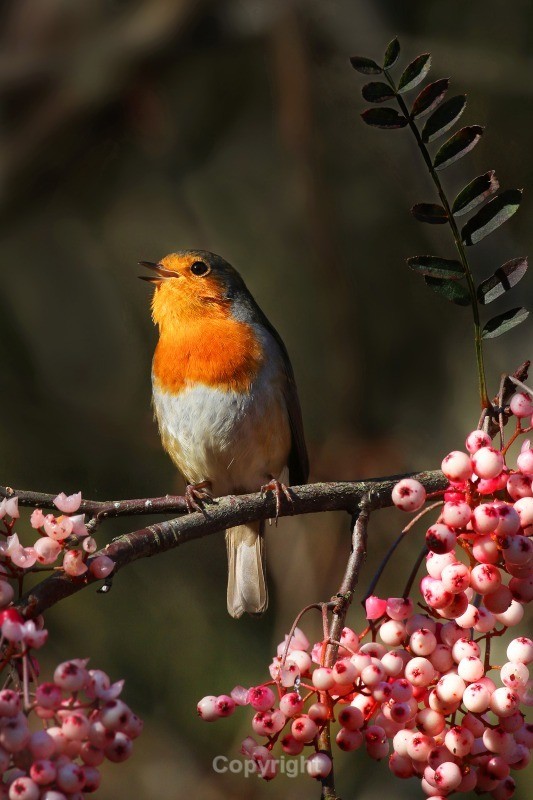 Singing Robin - Birds