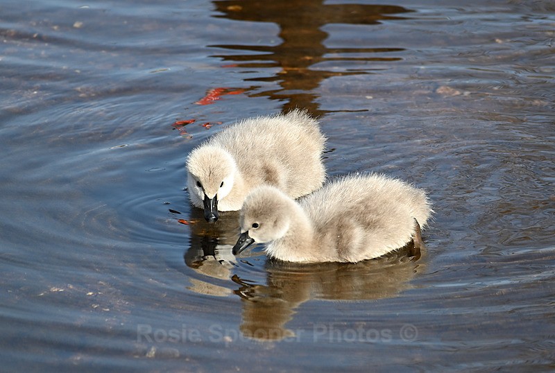 Cygnets Dawlish 2 - Dawlish and Black Swans