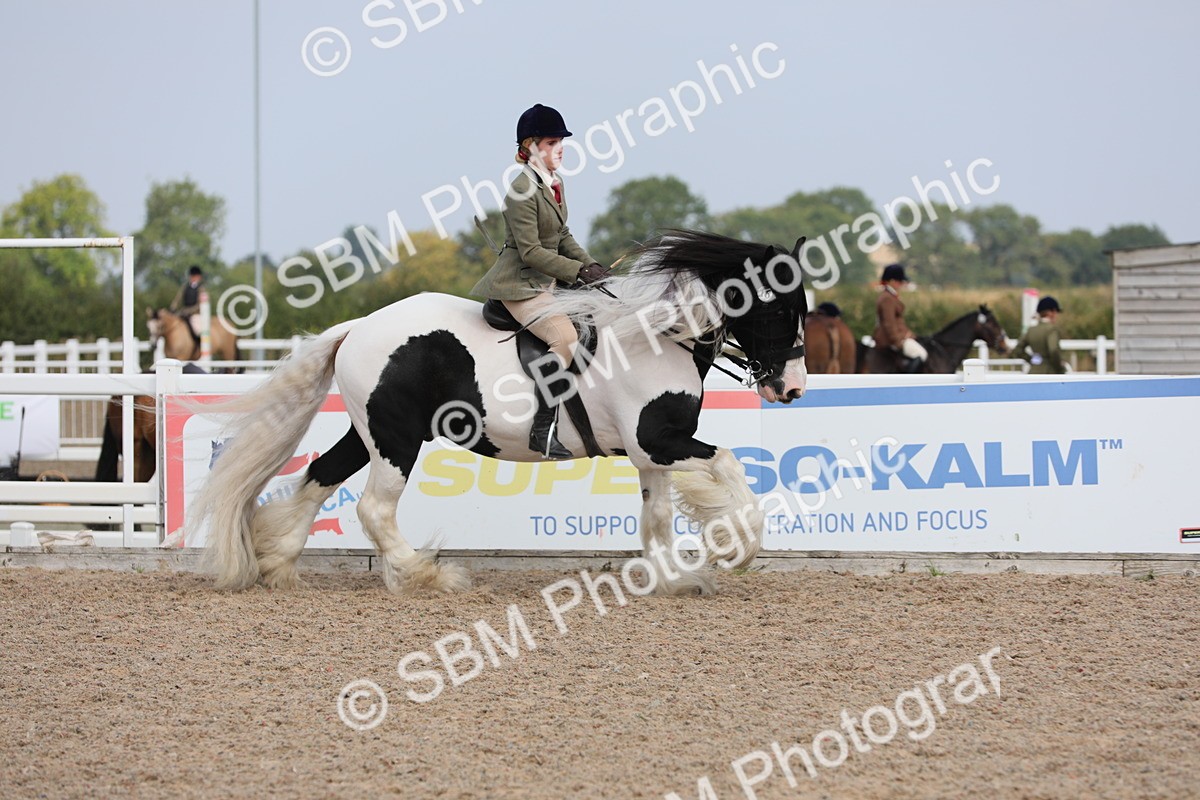 SBM_13372 - Class 308 Ridden Coloured Horse