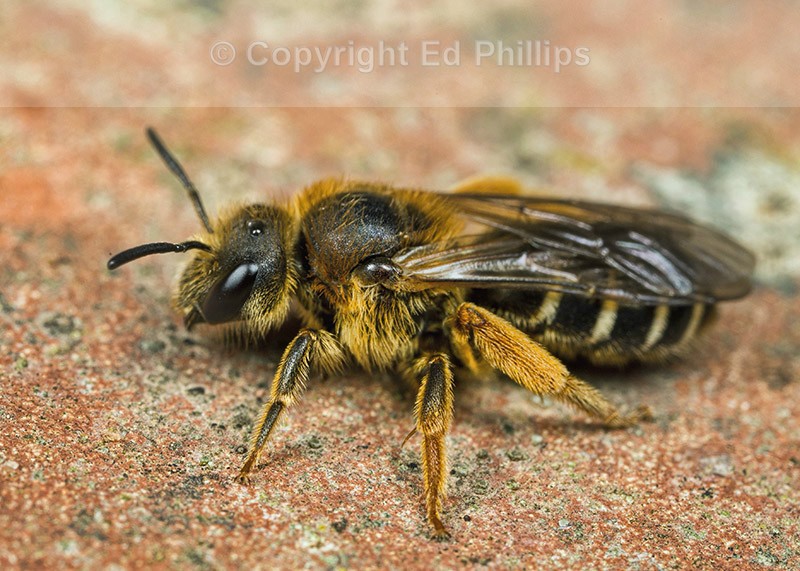 Halictus rubicundus (f)