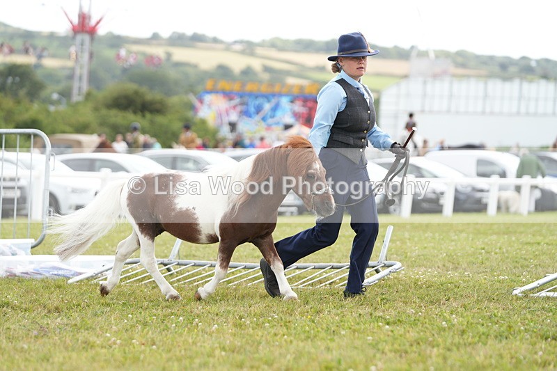 DSC06879 - Class 60: Coloured Pony 4yrs & over