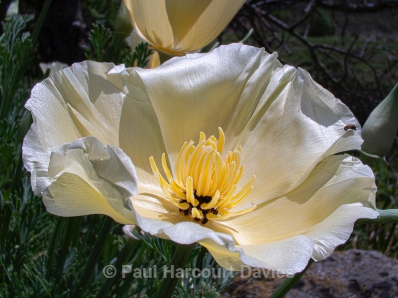 California poppy variety (Eschscholzia californica) used for tests utilising the MicroMak 25mm proble lens  - Mikromak & TS Robusto 160