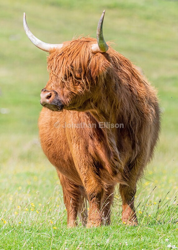 Highland Cow - Scotland