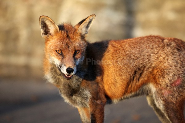  - Urban Foxes, Bristol, Great Britain