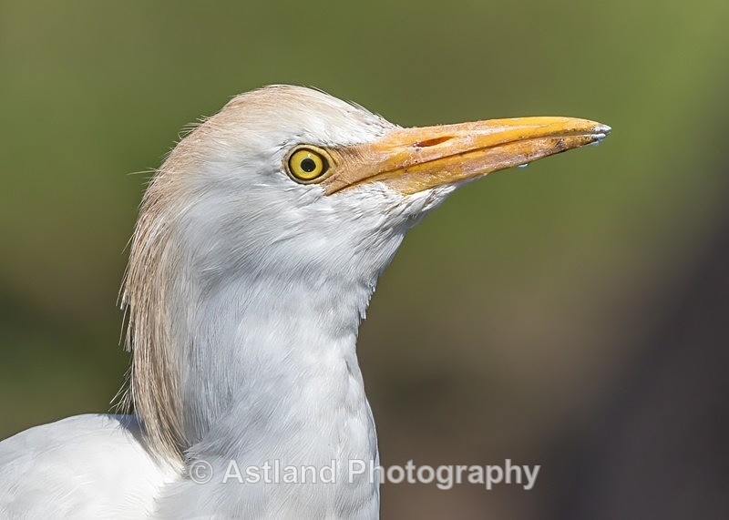 Astland Photography, Bird and Wildlife Images, Susan and Peter Wilson, U.K.