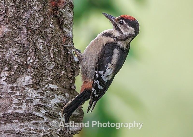 Great Spotted Woodpecker - Latest Images
