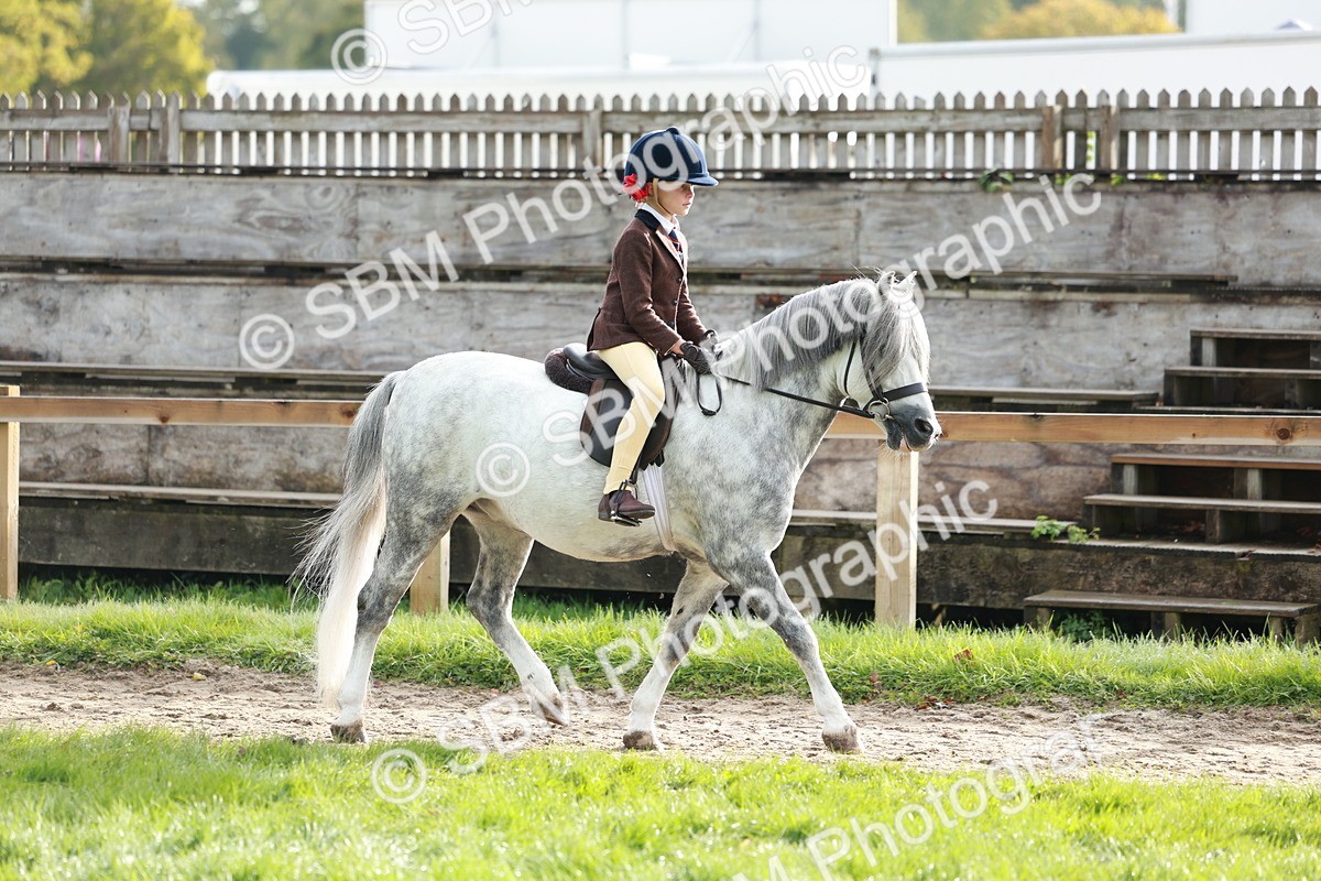 SBM_56385 - S39 - Starters In Hand Showing