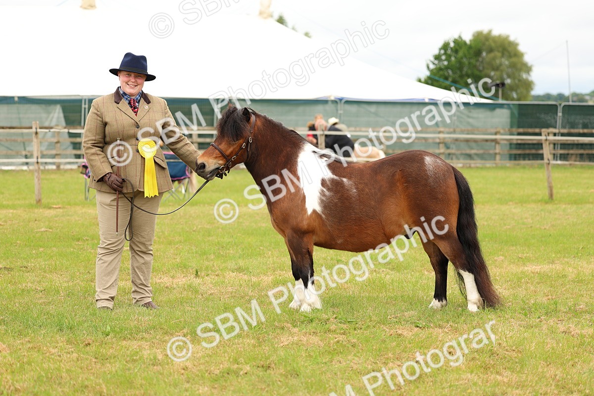 SBM_04407 - Class 64-67 - Shetland Pony In Hand