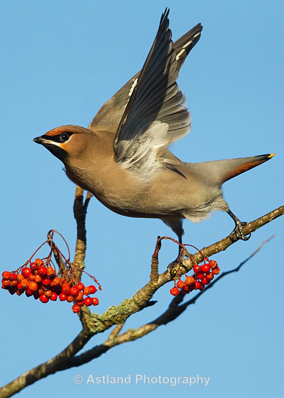 Astland Photography, Bird and Wildlife Images, Susan and Peter Wilson, U.K.