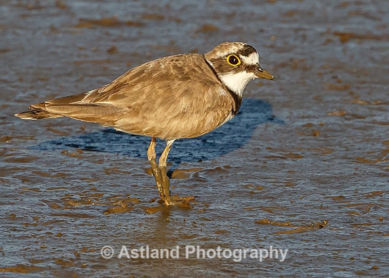 Astland Photography, Bird and Wildlife Images, Susan and Peter Wilson, U.K.