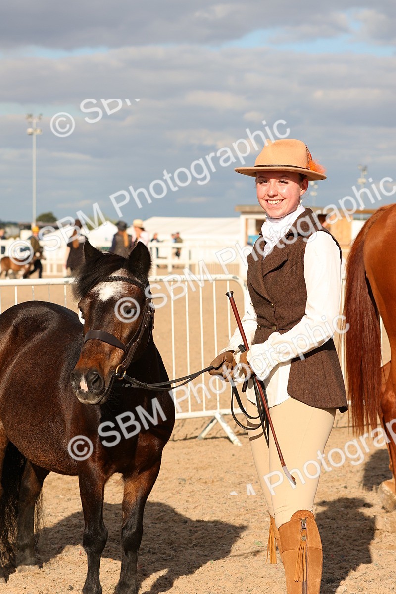 SBM_18403 - Class 318 - IH Part Bred Horse Pony