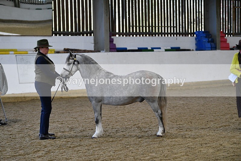 WJ5_3954 - Class 2 Best Condition In hand