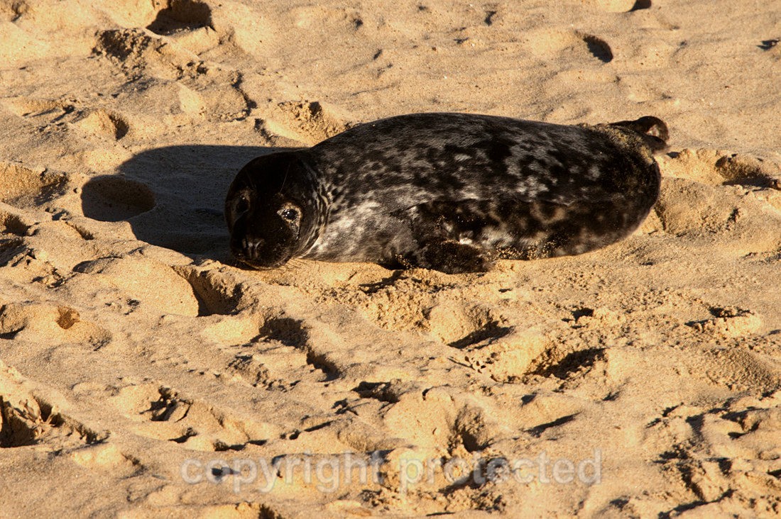 Melanistic Grey Seal Pup - Norfolk