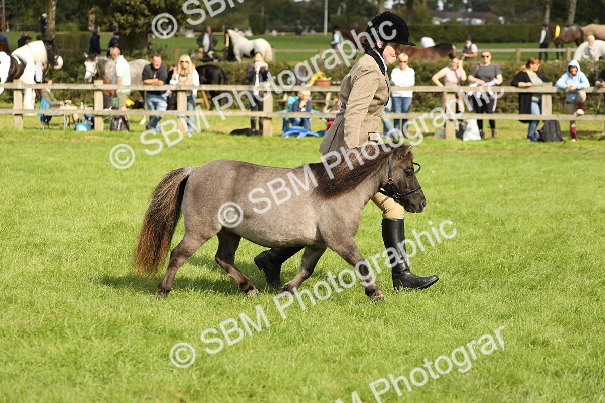 SBM_62799 - S46 - Mountain & Moorland In Hand Small Breeds