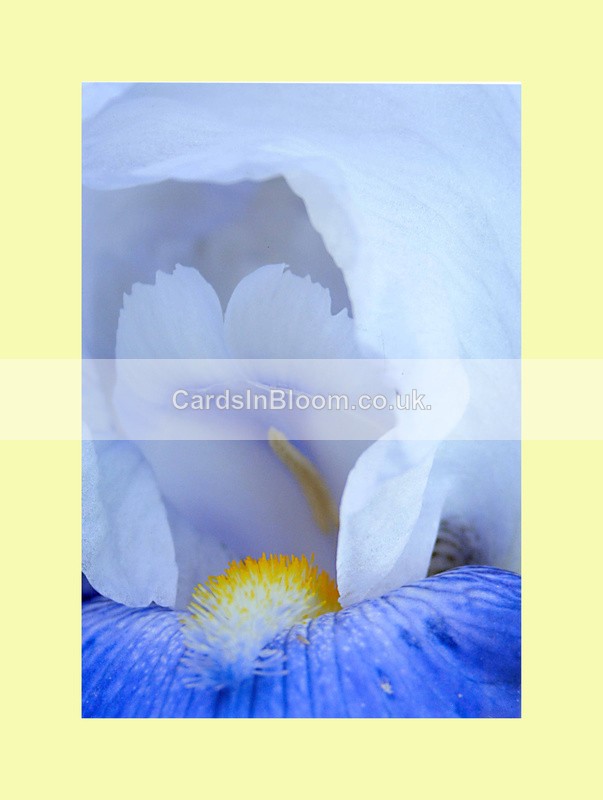 006 Bearded IRis - IRIS EXHIBITION