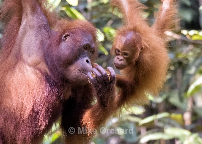 Orangutan Mother & Baby - Baku - Borneo - International Images