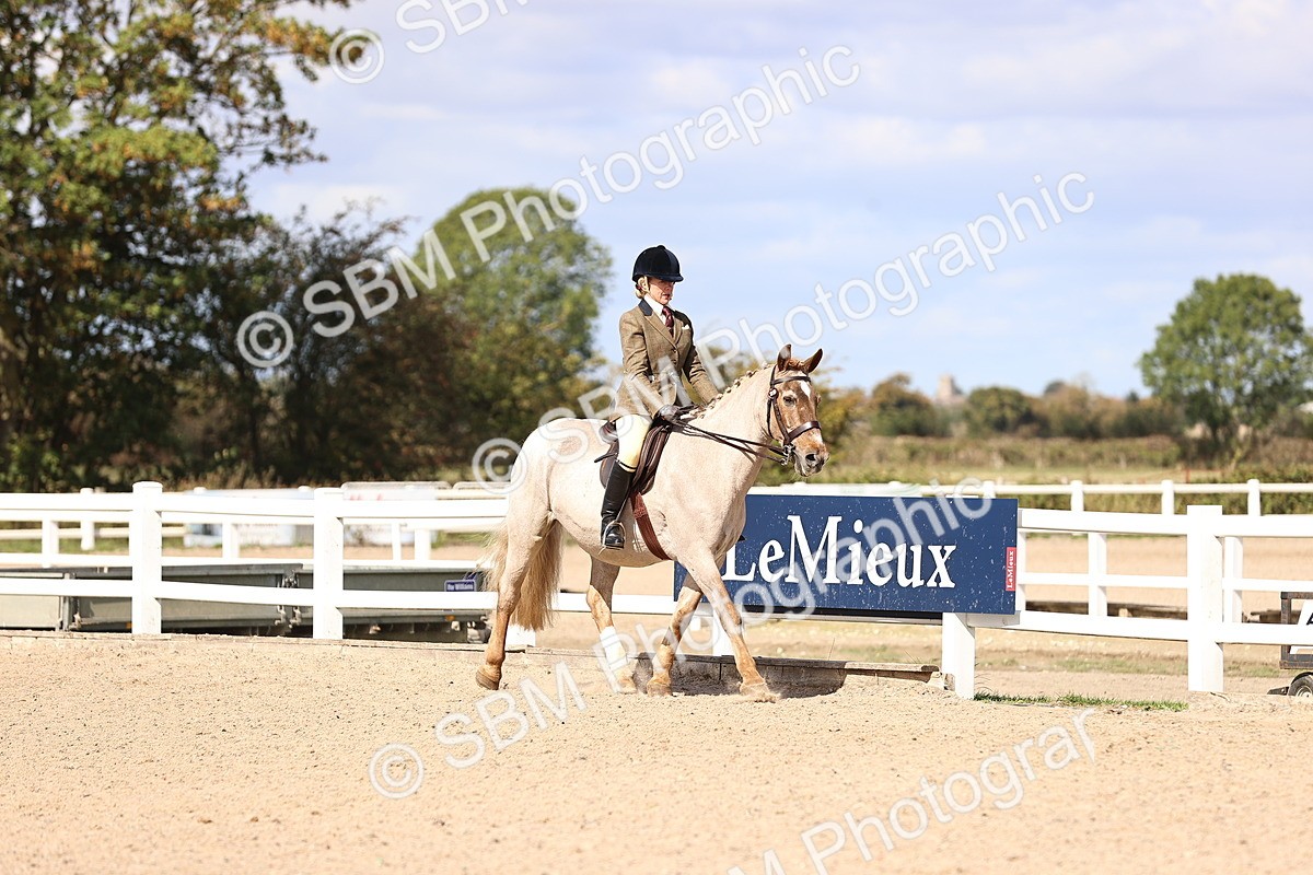 SBM_14349 - Class 412 - Handsomest Gelding (IH or Ridden)Adult
