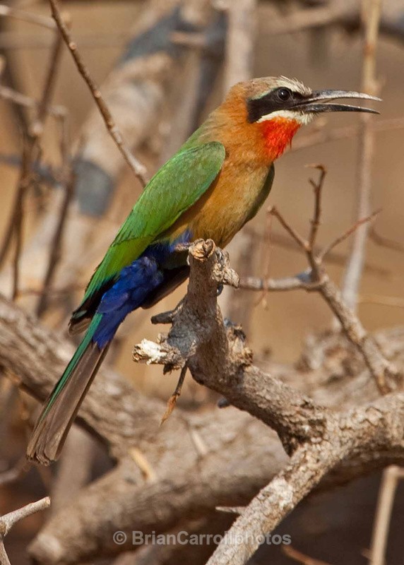 Whitefronted Bee-eater by the Chobe River Botswana - African Safari Tour 09 Zambia, Botswana,Namibia & South Africa