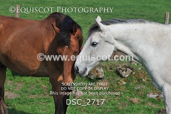 DSC_2717 - ARCHIVE REQUEST - Quincy and Guinness