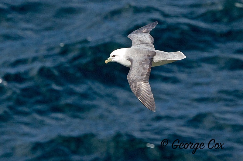 Fulmar in Flight - Birds in Flight