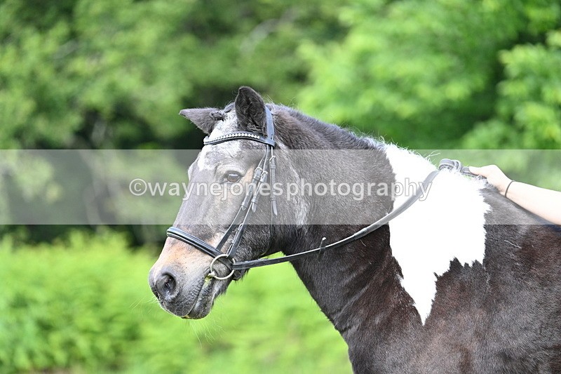WJ7_1645 - Class 11 Condition & Turnout