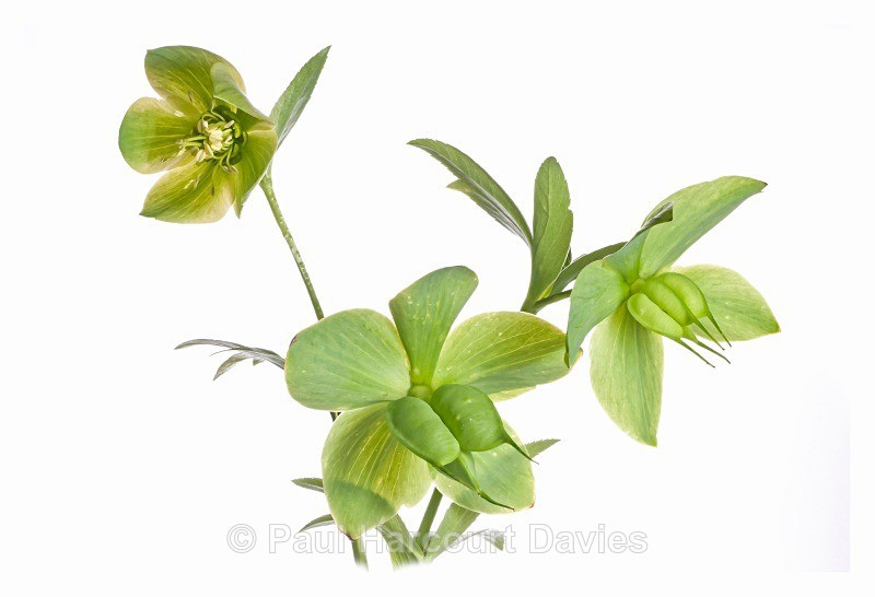 Green Hellebore (Helleborus viridis) - Plants - WB