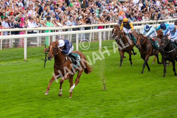 240823-Race 2-Dragon Leader-5091 - Race 2 2.25pm Goffs UK Harry Beeby Premier Yearling Stakes